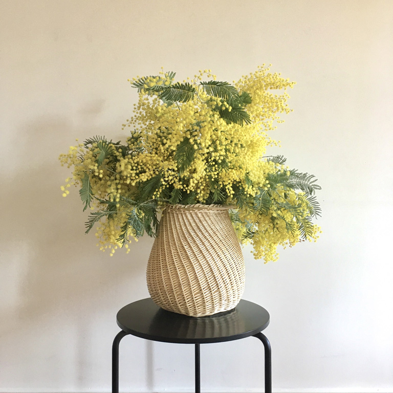 Convexe mimosa